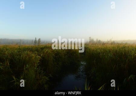 Wolkenlosen blauen Himmel bei Sonnenaufgang über einem Wald Sumpf im dichten Gras an einem nebligen Morgen im Herbst Stockfoto