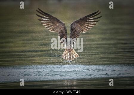 Eine osprey Fliegen von der Kamera weg, nachdem er einen Fisch im Wasser im Norden von Idaho. Stockfoto