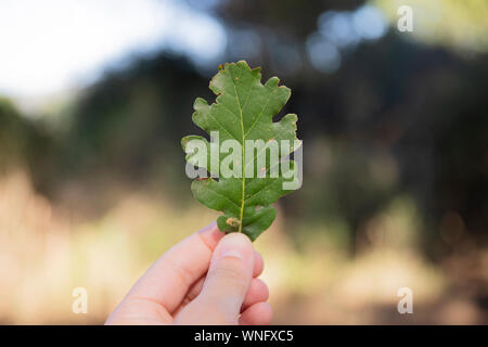 Hand mit einem Blatt von White Oak (Quercus robur) in der im Hintergrund Stockfoto