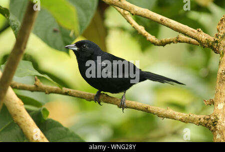 Nahaufnahme der männlichen Weißen gesäumten Tanager (Tachyphonus rufus) auf Niederlassung bei Wildsumaco Lodge, Provinz Napo, Ecuador. Angebot Costa Rica Argentinien Stockfoto