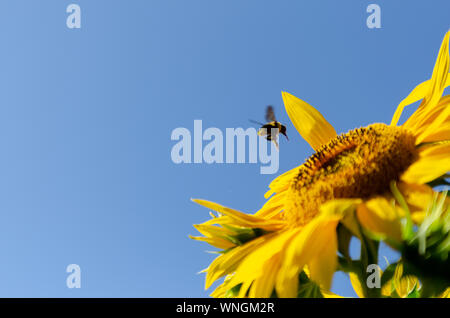 Sonnenblumen (Helianthus annuus) Blüte mit einem blauen Himmel im Hintergrund, während ein eusocial fliegende Insekten Blütenstaub sammelt. Stockfoto