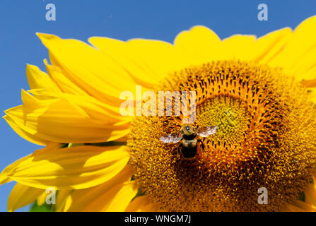 Sonnenblumen (Helianthus annuus) Blüte mit einem blauen Himmel im Hintergrund, während ein eusocial fliegende Insekten Blütenstaub sammelt. Stockfoto