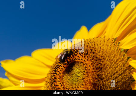 Sonnenblumen (Helianthus annuus) Blüte mit einem blauen Himmel im Hintergrund, während ein eusocial fliegende Insekten Blütenstaub sammelt. Stockfoto