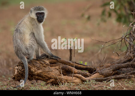 Meerkatze, Cercopithecus pygerythrus, Fußball oder Handball, Tsavo Ost Nationalpark, Kenia, Afrika Stockfoto