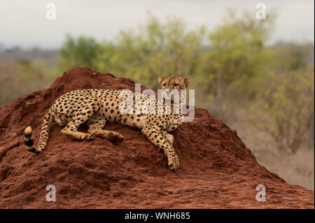 Cheetah, Acinonyx jubatus, Felidae, Tsavo Ost Nationalpark, Kenia, Afrika Stockfoto