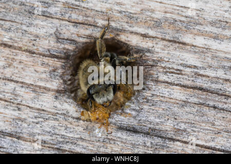Seidenbiene, Gemeine Seidenbiene, Buckel-Seidenbiene, Buckelseidenbiene, Weibchen, am Loch in einer Insekten-Nisthilfe, Colletes daviesanus, Davies' C Stockfoto