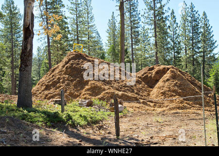 Abgebroschter Schrägstrich entlang der Autobahn, Mischung aus Ponderosa Pine 'Pinus ponderosa' , Douglas Fir 'Pseudotsuga menziesii', Brandschutzräumung. Stockfoto