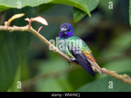 Closeup bunter Kolibri, Golden-tailed Saphir (Chrysuronia oenone) auf eine Filiale im Wildsumaco Lodge, Provinz Napo, Ecuador Stockfoto