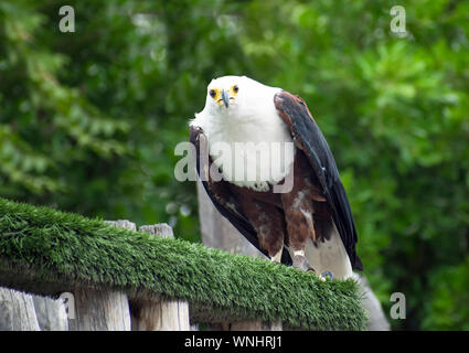 Die African Fish Eagle auch als afrikanische Seeadler Haliaeetus vocifer oder mittels der Falknerei ausgebildet, auf einem Zweig Baum gehockt. Stockfoto