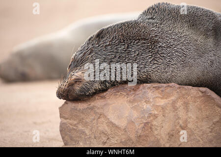 Kap Fell Dichtung schlafen auf einem Felsen an der Skelettküste im Südatlantik. Cape Cross Seal Kolonie, Namibia. Stockfoto