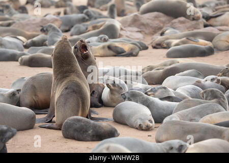 Kap Pelzrobben Streiten und Kämpfen an der Skelettküste im Südatlantik. Cape Cross Seal Kolonie, Namibia. Stockfoto