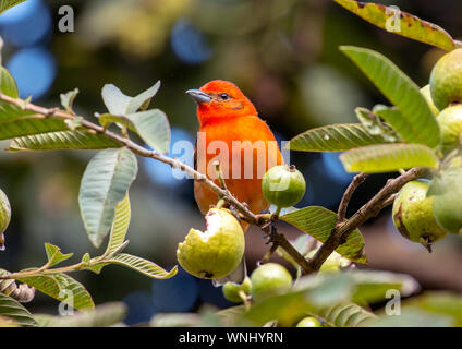 Nahaufnahme von bunter Vogel, Flamme - farbige Tanager (Piranga bidentata) hocken in einem Obstbaum Provinz Chiriqui, Panama. Stockfoto