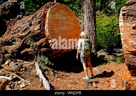 Eine weibliche Wanderer auf einem entfernten Wald Trail im Mount Jefferson Wüste, Oregon, untersucht ein riesiges Douglas Fir Tree, der über den Trail gefallen ist. Stockfoto