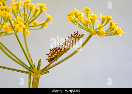 Die kleine Sekunde instar Caterpillar eines Anis Schwalbenschwanz Schmetterling auf einer Blume Stammzellen auf einem Dill Anlage. Etwa ein Viertel der ein Zoll in der Länge. Stockfoto
