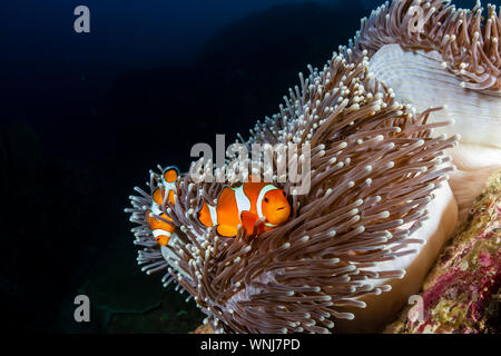 Eine Familie von süßen Clownfisch in Ihrem Haus Anemone an einem tropischen Korallenriff in der Andaman See Stockfoto