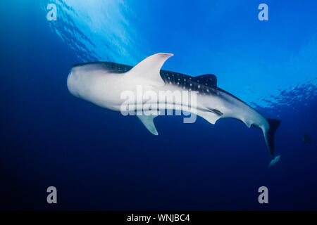 Eine große weibliche Walhai schwimmen in einem tropischen Meer
