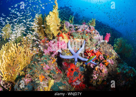 Tropische Fische schwimmen um einen gesunden, farbenfrohe Korallenriff Stockfoto