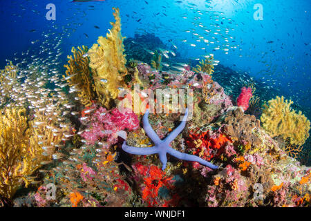 Tropische Fische schwimmen um einen gesunden, farbenfrohe Korallenriff Stockfoto