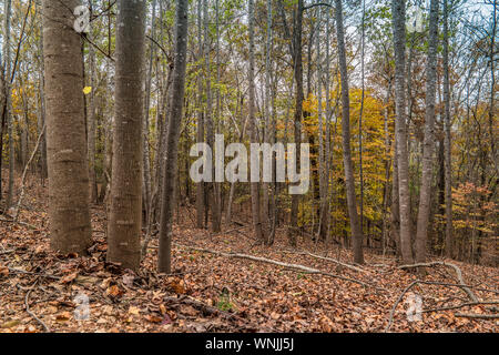 Wanderwege in den Wäldern im Herbst Anzeige von hellen Farben der Saison mit frischen Blätter auf dem Boden an einem sonnigen Tag gefallen Stockfoto