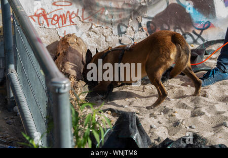 Berlin, Deutschland. 06 Sep, 2019. Ein polizeihund ist auf dem Weg in einen großen Polizeieinsatz gegen Drogendealer in der Görlitzer Park. Credit: Paul Zinken/dpa/Alamy leben Nachrichten Stockfoto