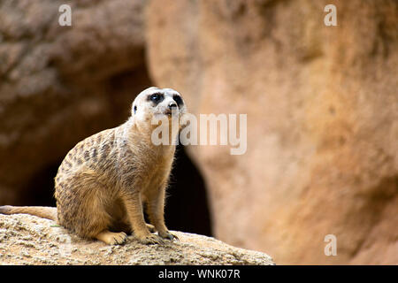 Erdmännchen oder Erdmännchen (Suricata suricatta) steht auf Rock sich Wache zu halten. Eine suricata wachsam in der Wildnis der Wüste Kalahari, Afrika 2019. Stockfoto