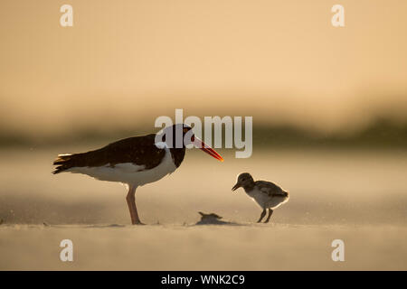 Amerikanische Austernfischer und seine Küken stand in der glühenden Sonne am Sandstrand. Stockfoto