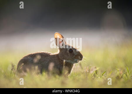 Eine kleine braun Kaninchen sitzt in das grüne Gras, wie es im hellen Sonnenlicht leuchtet. Stockfoto