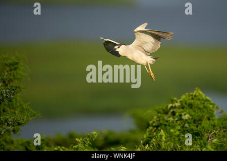 Ein schwarzer - gekrönte Night Heron vor hellen grünen Gras und Laub in der frühen Morgensonne fliegt. Stockfoto