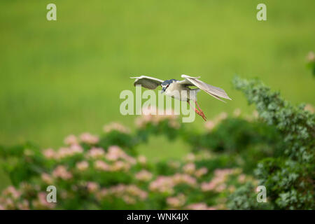 Ein schwarzer - gekrönte Night Heron vor hellen grünen Gras und Laub in der frühen Morgensonne fliegt. Stockfoto