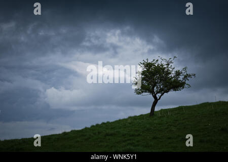 Ein einziger einsamer Baum steht auf einem Hügel gegen einen dramatischen dunkle Moody Himmel voller Wolken. Stockfoto