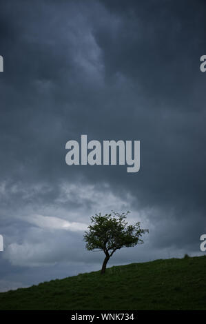 Ein einziger einsamer Baum steht auf einem Hügel gegen einen dramatischen dunkle Moody Himmel voller Wolken. Stockfoto