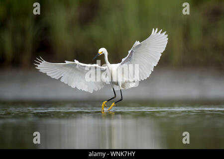 Eine weiße Snowy Egret fliegt über seichte Wasser in einem Sumpf mit grünem Gras Hintergrund in weichen bedeckt. Stockfoto