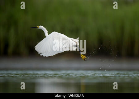 Eine weiße Snowy Egret fliegt über seichte Wasser in einem Sumpf mit grünem Gras Hintergrund in weichen bedeckt. Stockfoto