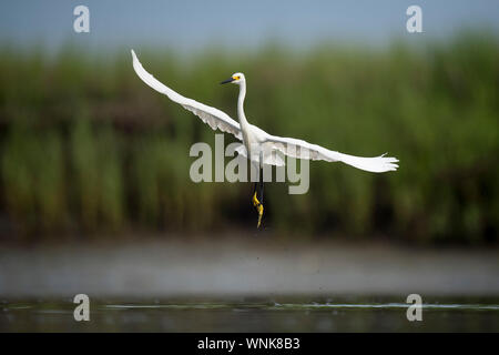 Eine weiße Snowy Egret fliegt über seichte Wasser in einem Sumpf mit grünem Gras Hintergrund in weichen bedeckt. Stockfoto