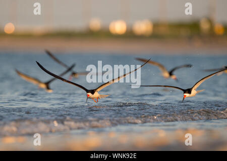 Eine Herde schwarzer Schaumlöffel fliegen über das Wasser in die goldene Morgensonne Stockfoto