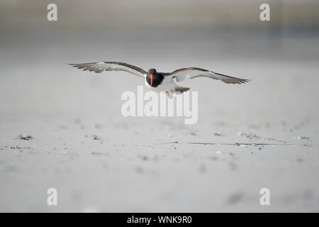 Eine amerikanische Austernfischer fliegt tief über den Sandstrand in hellen, sonnigen Licht. Stockfoto