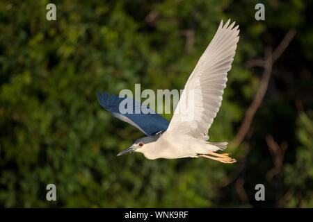 Ein schwarzer - gekrönte Night Heron vor grüne Bäume auf einem sonnigen Morgen fliegt. Stockfoto