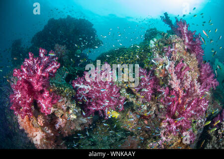 Eine erstaunliche Reihe von schönen weichen Korallen und bunte Fische gedeihen auf einer gesunden Riff Hang inmitten der fernen, tropischen Inseln von Raja Ampat, Indonesien. Stockfoto