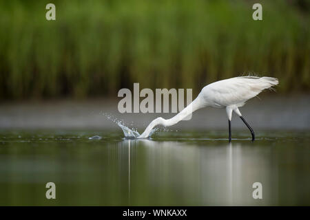 Ein Silberreiher schlägt heraus mit ihren langen Hals für ein kleiner Fisch in Ruhe seichtem Wasser. Stockfoto