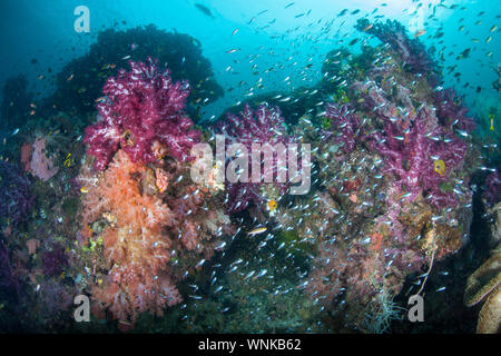 Eine erstaunliche Reihe von schönen weichen Korallen und bunte Fische gedeihen auf einer gesunden Riff Hang inmitten der fernen, tropischen Inseln von Raja Ampat, Indonesien. Stockfoto