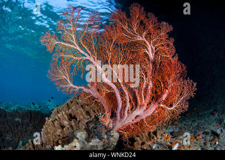 Ein großes Meer Ventilator wächst im flachen Wasser inmitten der abgelegenen Inseln von Raja Ampat, Indonesien. Dieser äquatoriale Region ist das Zentrum für Marine Biodiversität. Stockfoto