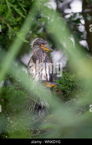 Ein paar Jugendliche Gelb - gekrönte Nacht Reiher stand in ihrem Nest im weichen Licht mit grünen alle um Sie herum. Stockfoto