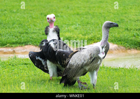 Paar Weiß-backed Geier oder weiss zurück Geier auf der Suche nach einer Beute und einmal von ihnen starrte auf Kamera in eine Rasenfläche. Stockfoto