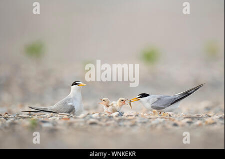 Ein paar Mindestens Tern erwachsene Feed es winzig und niedlichen Baby Küken eine kleine Minnow an einem Sandstrand in weiches Licht. Stockfoto