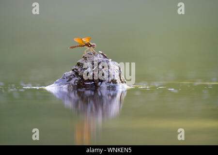 Ein helles orange Dragonfly thront auf einem Schlammigen braunen Stumpf in den ruhigen Wasser in weiches Licht. Stockfoto