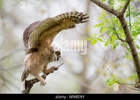 Ein gewordener Vogel Super-horned Owl klappen und testet seine Flügel an der Spitze einer Branche. Stockfoto