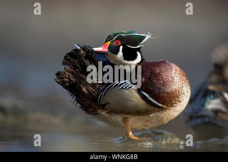 Männliche Holz Ente putzen seine Schwanzfedern in der hellen Sonne Stockfoto