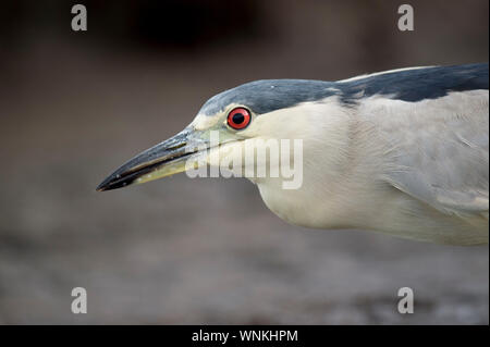 Ein schwarzer - gekrönte Night Heron Stiele im seichten Wasser auf der Suche nach Nahrung in weiches Licht mit ihren leuchtend roten Auge heraus. Stockfoto