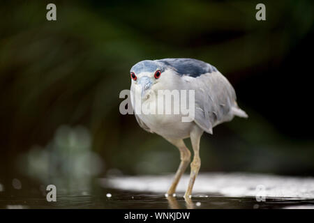 Ein schwarzer - gekrönte Night Heron Stiele im seichten Wasser auf der Suche nach Nahrung in weiches Licht mit ihren leuchtend roten Auge heraus. Stockfoto