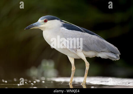 Ein schwarzer - gekrönte Night Heron Stiele im seichten Wasser auf der Suche nach Nahrung in weiches Licht mit ihren leuchtend roten Auge heraus. Stockfoto